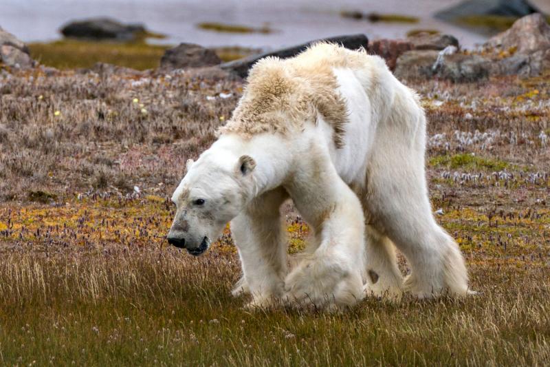 Белые медведи могут исчезнуть быстрее, чем мы опасались
