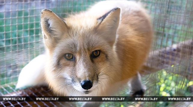 Бешеная лиса напала на домашних животных в Лунинце - часть города попала в карантин 