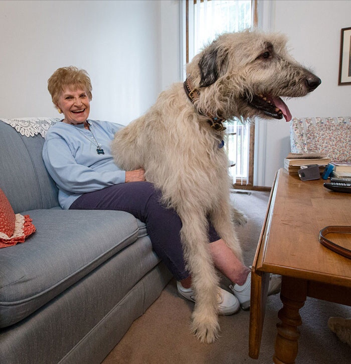 Фотографии собак-гигантов, в существование которых невозможно поверить