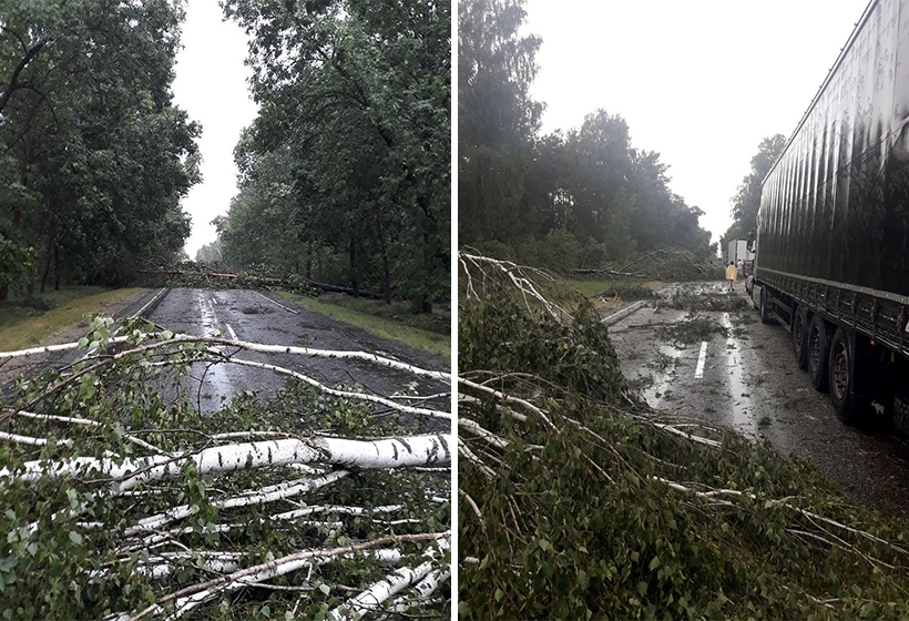 Фотоотчёт: трассу Брест-Пружаны завалило деревьями