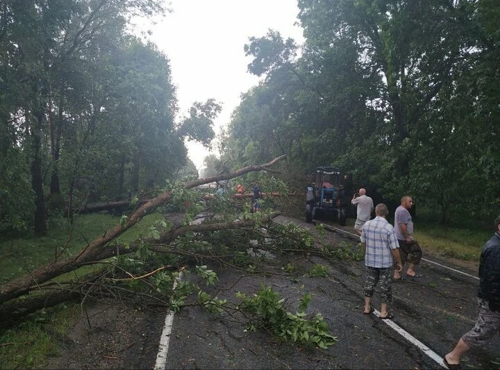 Фотоотчёт: трассу Брест-Пружаны завалило деревьями