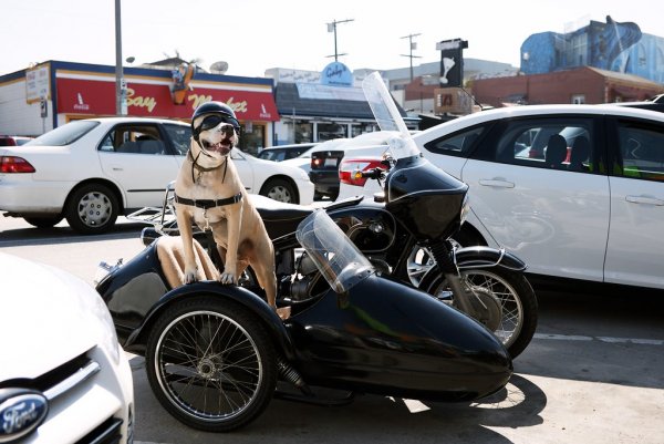 Пес-мотоциклист путешествует по США (видео)