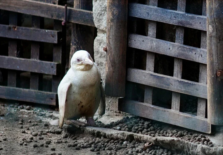 Редкий пингвин-альбинос родился в Польше