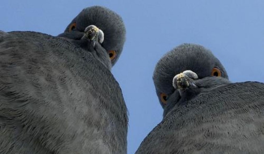 Штраф за кормление птиц ввели в Магадане