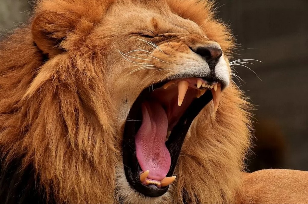 Тренировка по поимке льва от японцев (видео)