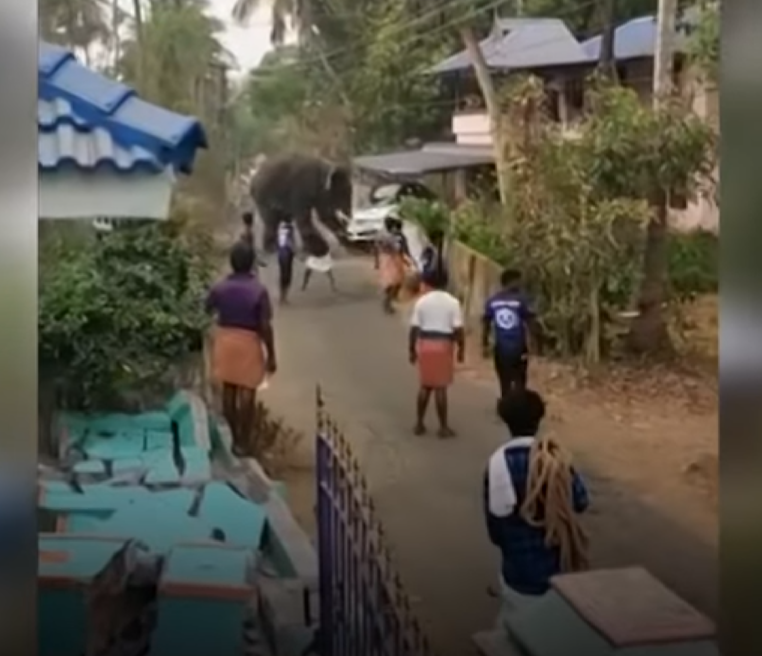 В Индии слон разгромил город (видео)