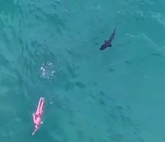 Видео: в Австралии акула преследовала женщину, но резко передумала 