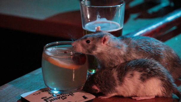 Бар с крысами открыли в США