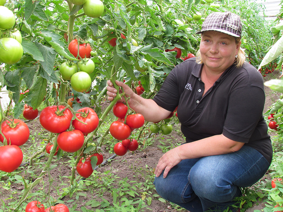 Час расплаты за томаты: почему фермеры Брестчины не могут реализовать товар
