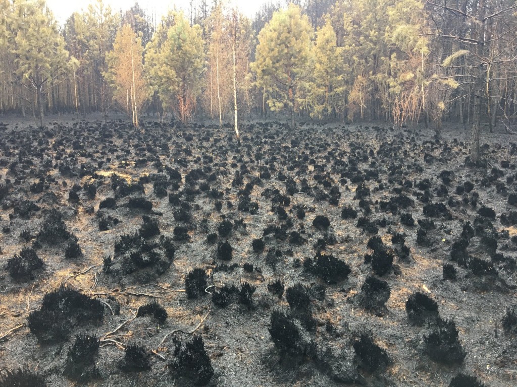 Фоторепортаж: как выглядят Ольманские болота после пожара