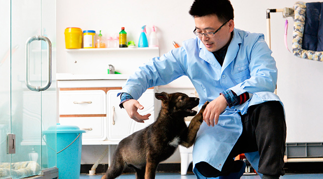 Первую клонированную полицейскую собаку дрессируют в Китае