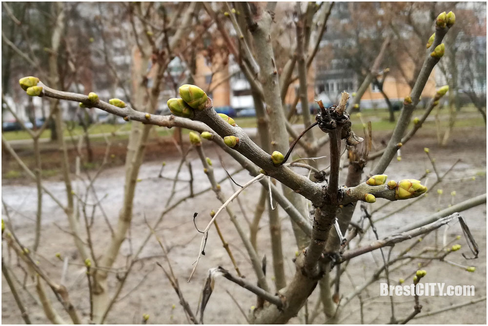 Середина декабря — на деревьях в Бресте набухают почки