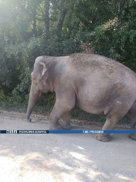 Слон гулял по деревне под Кобрином (видео)