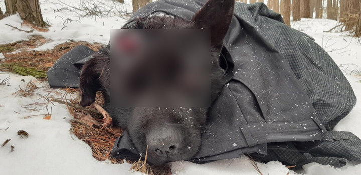 Зоозащитники нашли и сдали в милицию мужчину, который жестоко избил пса