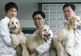 Корейская компания клонировала уже более 800 собак