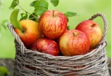 Брестский район окунется в атмосферу  фестиваля яблок