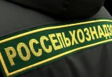 Россельхознадзор выявил нарушения у «Савушкина продукта» и запретил поставку продукций двух белорусских предприятий
