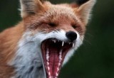 Сразу в нескольких районах Пинска был введен карантин из-за бешеной лисы