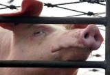 В Ганцевичском районе Брестской области обнаружена неизвестная свиная инфекция