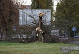 Сильный ветер в Бресте: повалены деревья, поврежден автомобиль