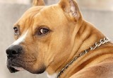 В Беларуси планируют ввести обязательное чипирование собак опасных пород
