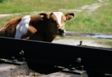 В Жабинковском районе электровоз наехал на стадо коров. Погибло около десяти бурёнок
