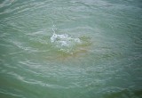 В Бресте в искусственном озере утонул пенсионер