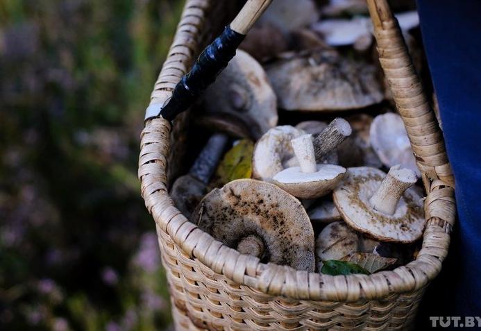 В Брестской области превышение по цезию в грибах составило 19% 