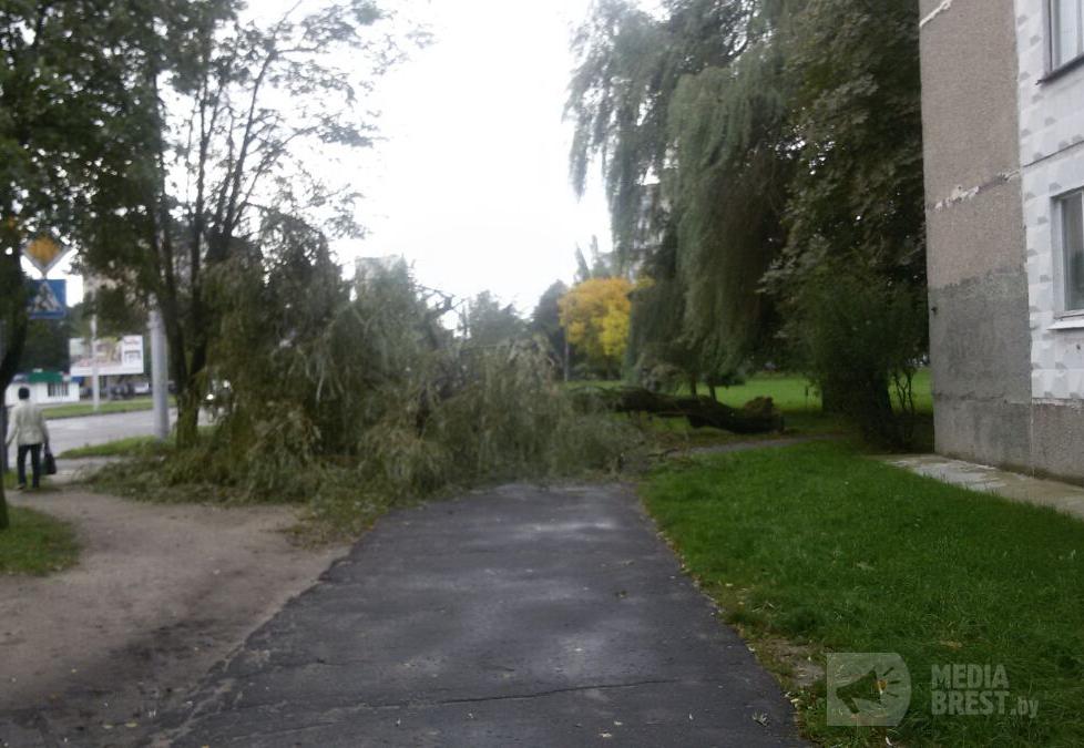 Штормовой ветер оставил без света 44 населенных пункта в Брестской области