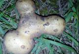 В Брестской области выкопали картошку-спиннер и картофельное сердце