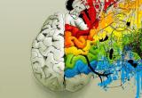 Что объединяет творческих людей? Новые исследования в области работы мозга