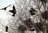 До 15 августа в Беларуси запрещено уничтожать гнезда птиц
