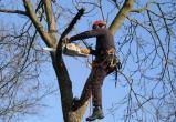 Деревянные баталии: стоит ли срезать деревьям ветки?