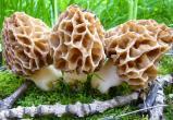 Брестские специалисты: первые весенние грибы опасны отравлениями