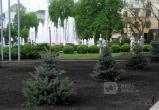 Площадь Ленина в Бресте обновила зеленый наряд