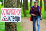 Число пострадавших от укусов клещей в Беларуси превысило 1,8 тысячи человек