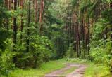 В 2-х районах Брестчины сняли запрет на посещение лесов