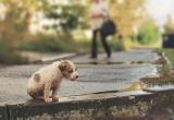 Белорусские гребцы в Бресте примут участие в акции ко Дню бездомных животных
