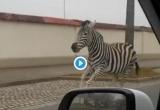 Зебры сбежали из цирка и несколько часов бегали по Дрездену