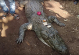 130-летнего крокодила хоронило 500 человек