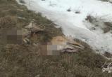 В Каменецком районе нашли трупы пяти собак: их избили до смерти 
