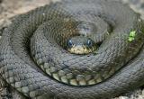 45 гремучих змей проживало под полом дома (видео)