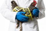 Птичий грипп: случай заражения человека зарегистрирован в Китае