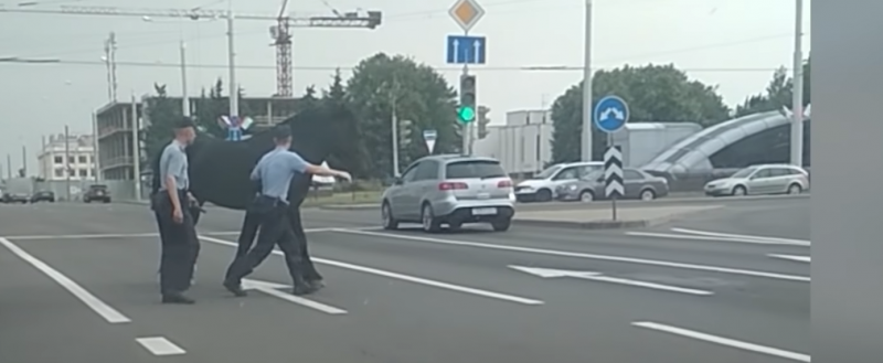 Милиционеры ловили лошадь на проезжей части в Минске (видео) Милиционеры ловили лошадь на проезжей части в Минске (видео)