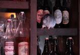 Бар с крысами открыли в США (видео)