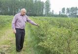 Фермер из Дрогичина: «тонн 50 клубники пропадет на поле. Нет смысла собирать по 30 копеек за кило»