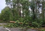 Фотофакт: трассу Брест-Пружаны завалило деревьями