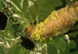 Экологическое открытие: гусеницы, поедающие пластиковые пакеты