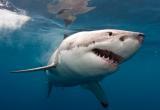 На Багамах девушку растерзали акулы