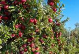 Комиссия Россельхознадзора приехала считать яблоки в Беларуси